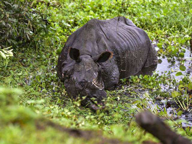 ​Nine rhinos drowned