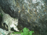 Rare sighting of elusive snow leopards in Kullu sanctuary