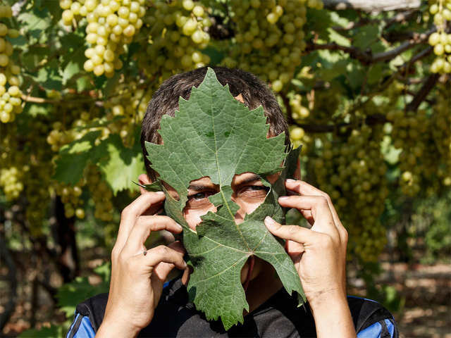 A green leaf used as a face mask.