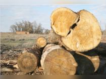 Wood - lumber