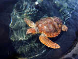 Turtle released to sea after months of recovering