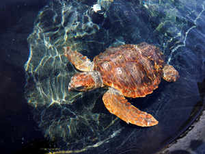 A Caretta caretta turtle Reuters