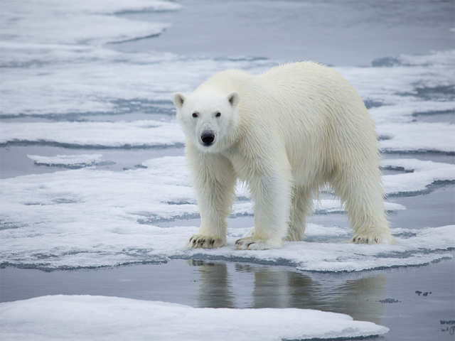 ​Polar bears of Svalbard