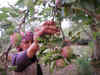 Quarantine requirements keep many buyers away from Apple markets in Himachal Pradesh