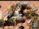 Wild bee decline threatens major US crops: Study