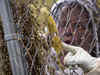 Wild bees key to billion dollar worth of fruit and vegetable crops in North America - Bee-ing important - Economic Times