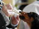 Woman feeds dog at evacuation center in Japan