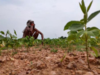 Monsoon loses steam in Northern and Central India, raises concerns about crop output