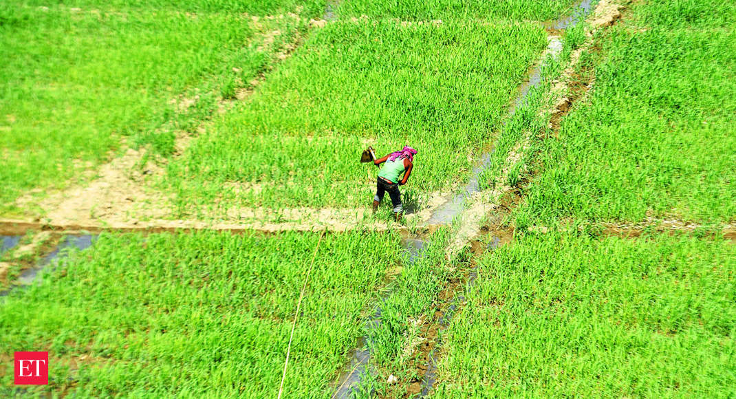 erratic-rainfall-hits-crop-planting-as-sowing-slows-down-in-gujarat