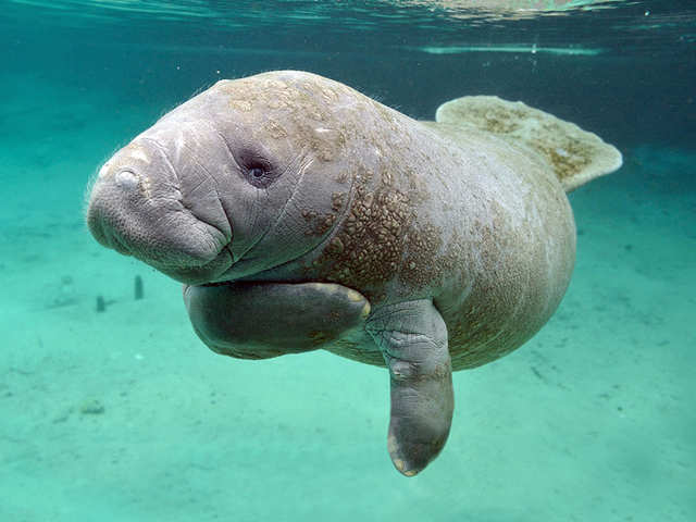 ​West Indian Manatee