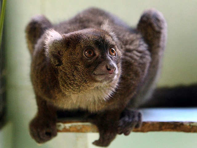 ​Great Bamboo Lemur