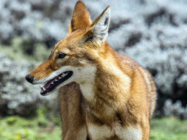 ​Ethiopian Wolf