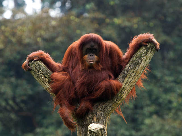 ​Orangutan