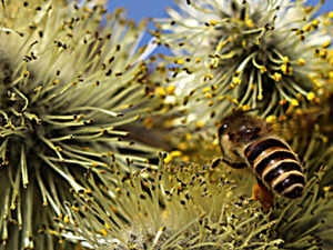 Honey Bee Rep
