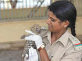 Meet Rasika Vadher, the lion-queen of Gir