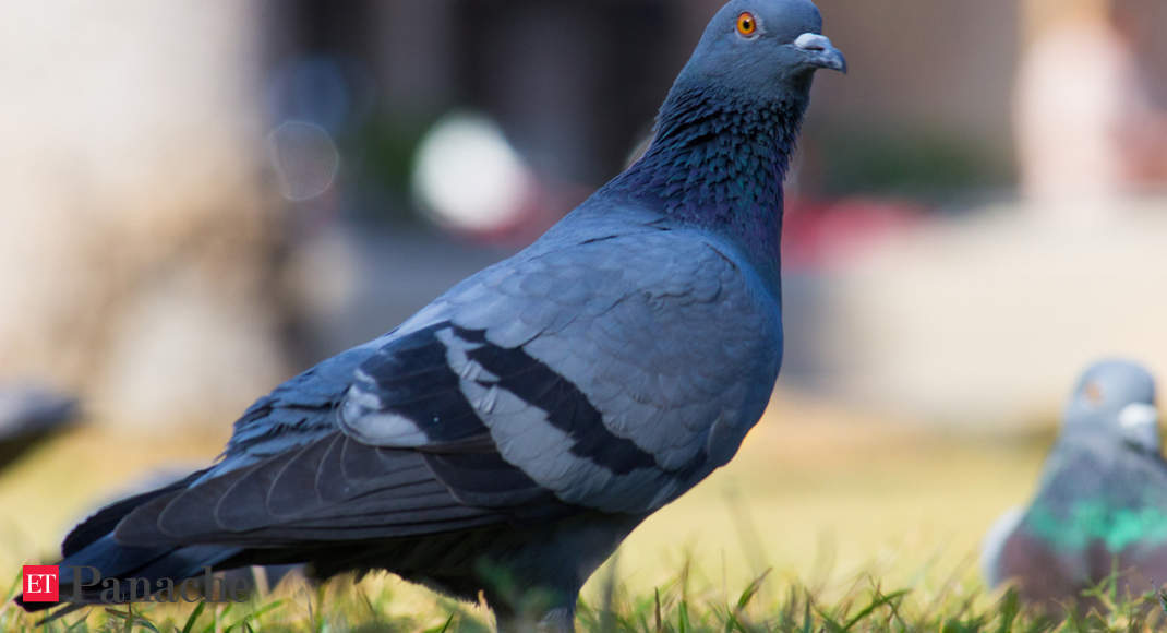 Pigeons Survival Of The Fittest Adding Weight On Feeble Pigeons Helps Them Punch Above Their Feather The Economic Times