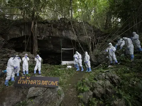 ​Trapping bats