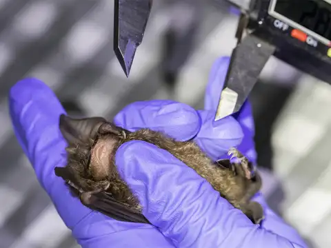 ​Horseshoe bats