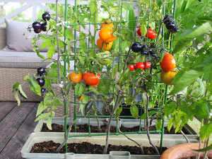 tomato-balcony-getty