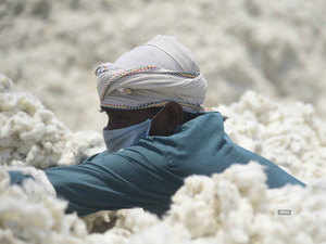 Cotton---BCCL