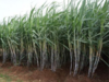 CCEA approves increase in sugarcane FRP by Rs 10 to Rs 285/quintal for 2020-21: Sources