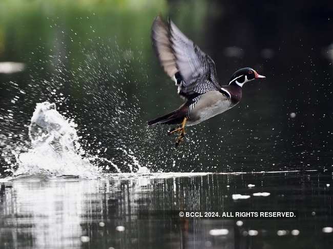 Transporters are guiding people from outside to the water body to witness the rare American wood duck​. ​