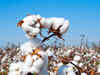 Cotton prices rise 5% in the past week as demand rises