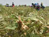 Heavy rain, pests may slash soyabean crop by 10%-12% in MP – trade body