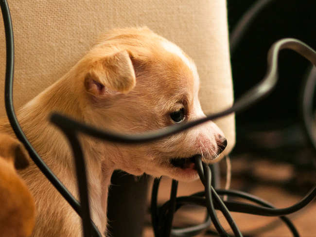 dog-chew-cable_iStock