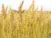 Govt unlikely to allow export of wheat in near future