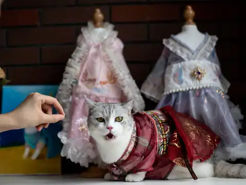 designer cat clothes