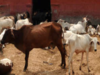 Karnataka minister bats for ban on cow slaughter, ban on beef exports