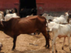 Karnataka minister bats for ban on cow slaughter, ban on beef exports