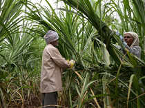 Sugarcane-farm.-bccl