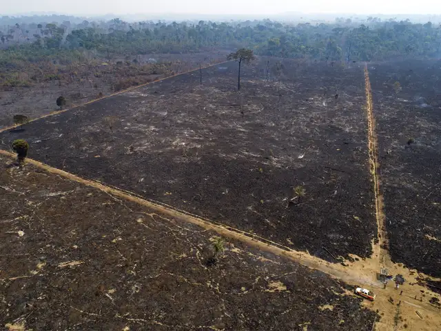 Empty Promises Number Of Fires In The Brazilian Amazon Second Highest In A Decade For August The Economic Times