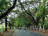 Uddhav Thackeray-led Maharashtra govt designates entire Aarey land as a reserve forest