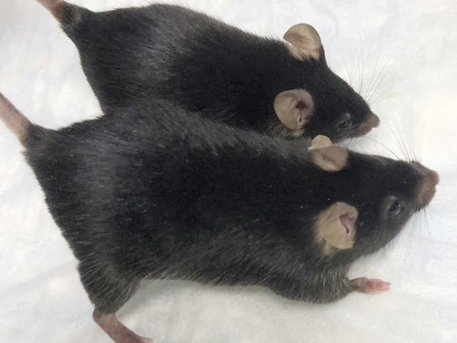 Muscled mice?