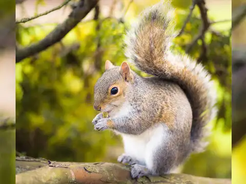Chameleons and squirrels too!