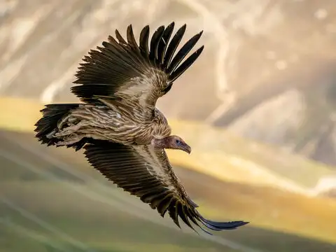 Vultures
