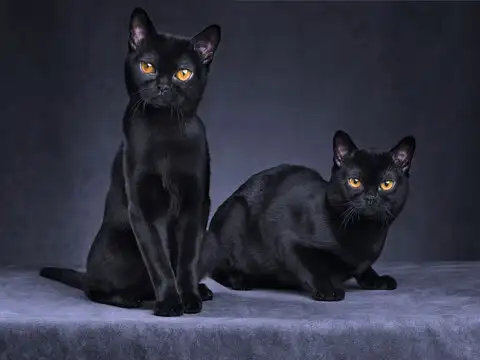 Operation Acoustic Kitty