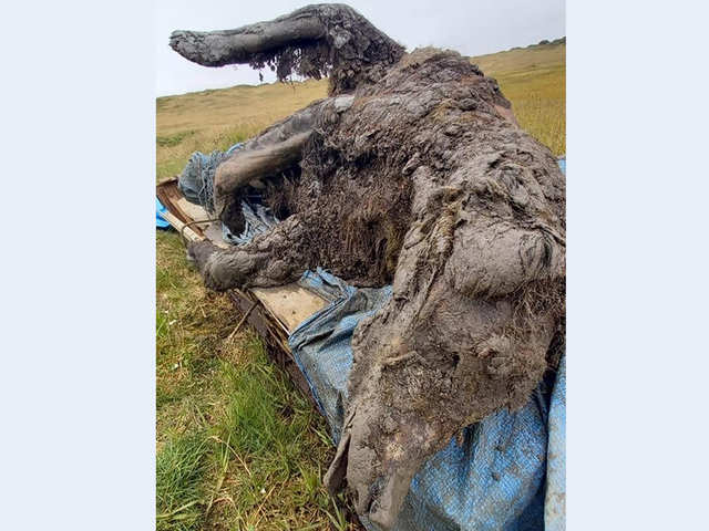 Prehistoric species - Perfectly frozen remains of a 39,000-year-old Ice Age  bear found in Russia | The Economic Times