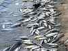 Fish exposed to noise pollution likely to die early: Study