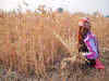 Govt must send farm bills to the parliamentary standing committee: Bhartiya Kisan Sangh