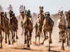 Camel racing storms back in Sinai after virus hiatus