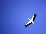 A white stork flies over the snow covered marsh Elnya