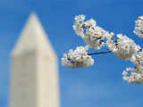 The Washington Monument is seen through cherry blossoms