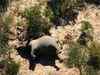 Botswana's mass elephant deaths caused by bacteria: Govt