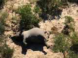 Botswana's mass elephant deaths caused by bacteria: Govt