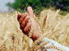 Cabinet approves MSP hikes for 6 rabi crops