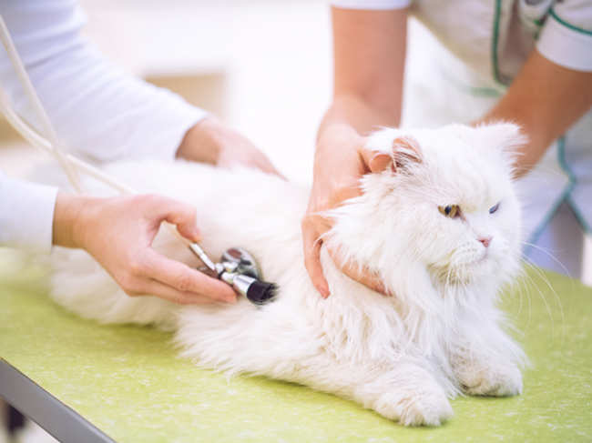pets-cat-heal-accupuncture_GettyImages